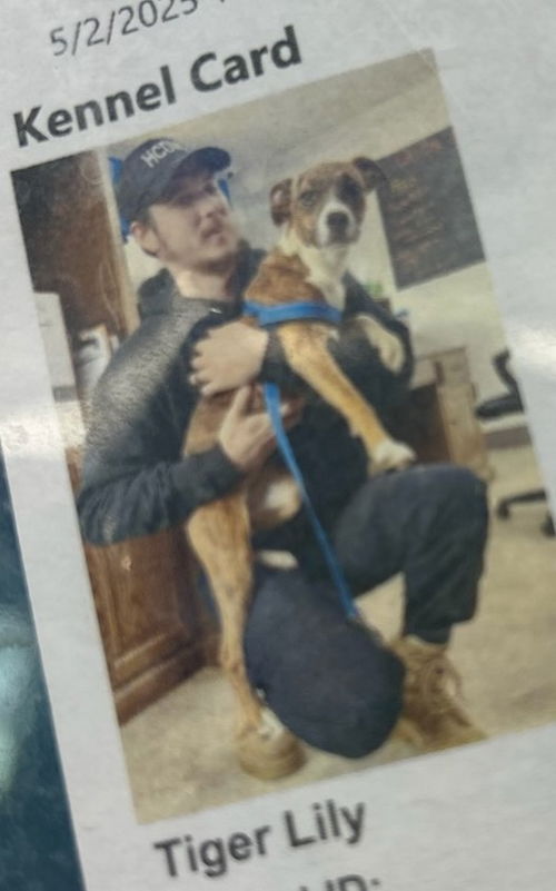picture of the dog needing adoption