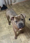adoptable Dog in  named Hank Williams (Has You-Tube video!)