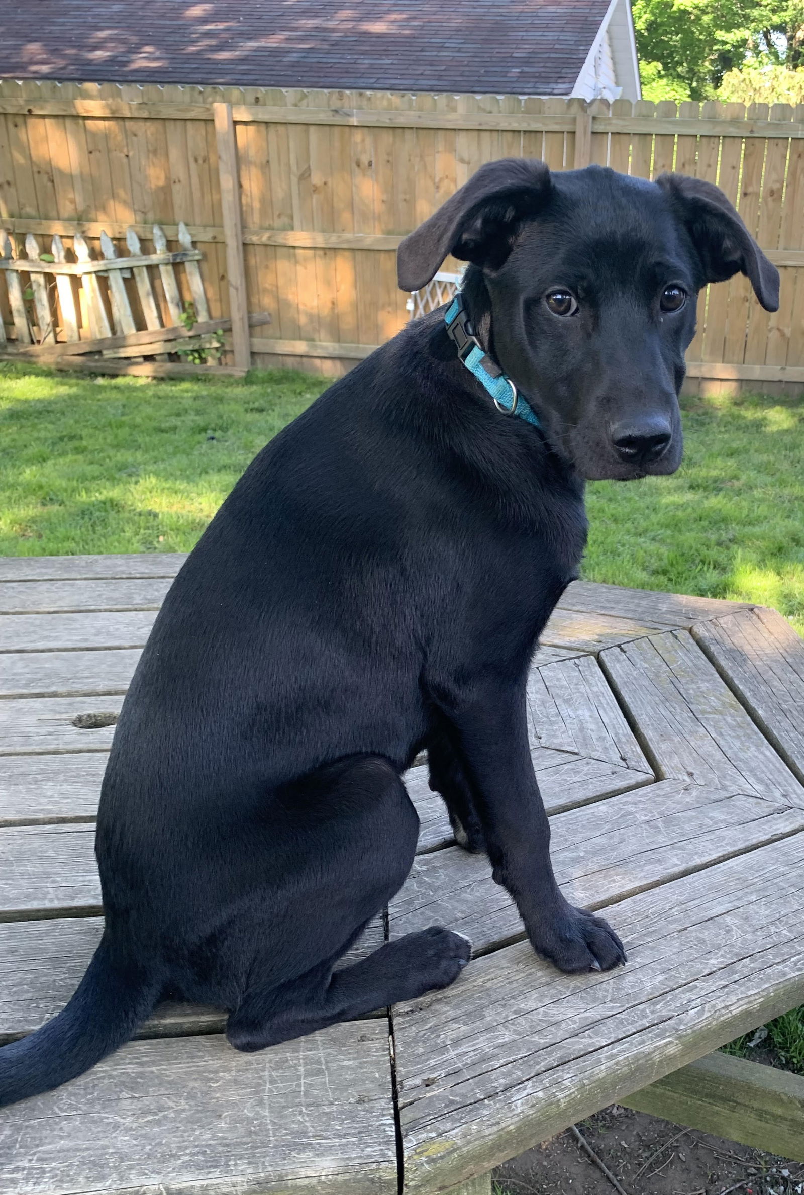 Noah Puppy