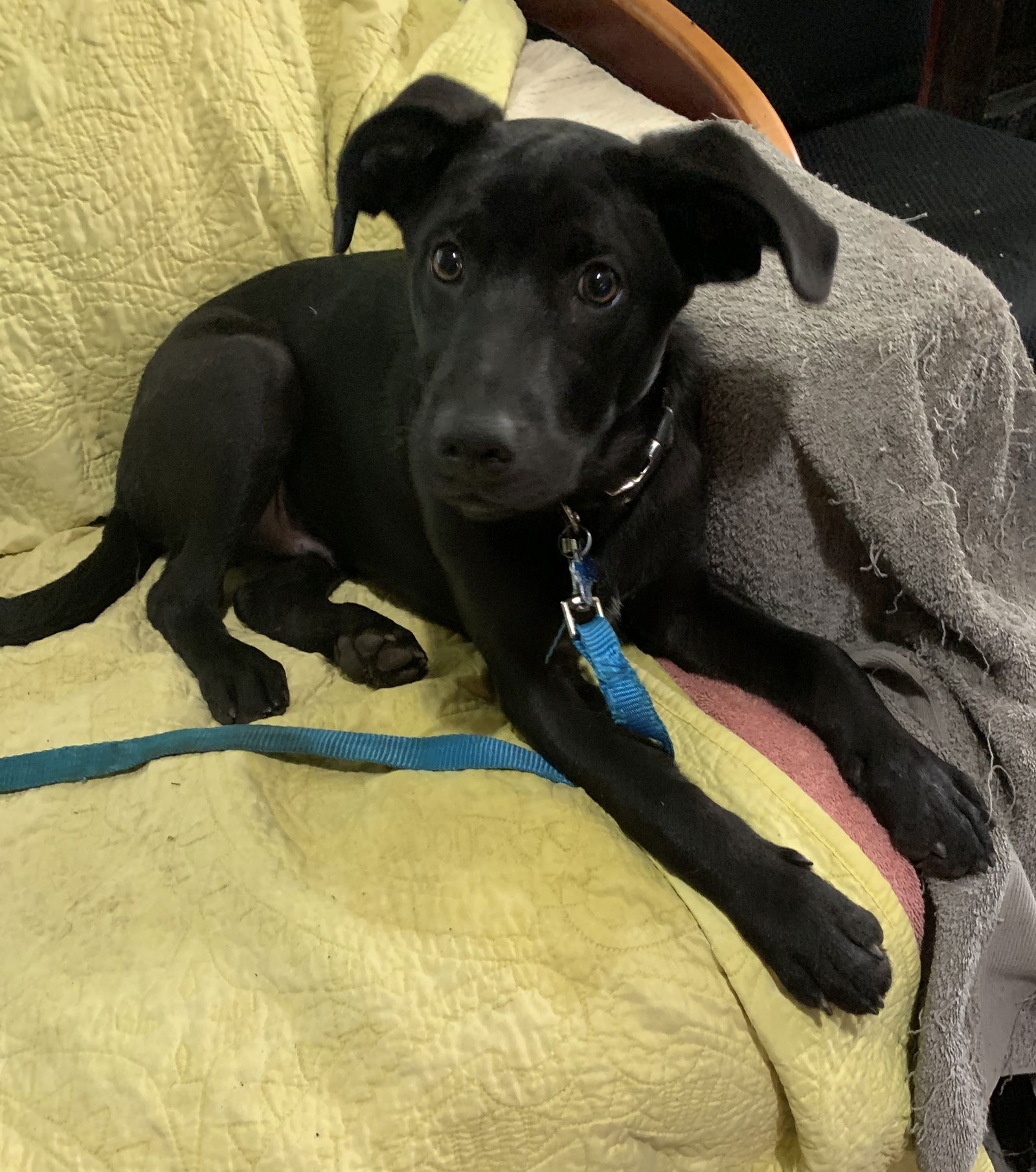 Nick Puppy