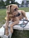 adoptable Dog in  named Mellow