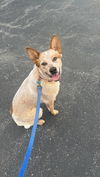 adoptable Dog in  named Radley