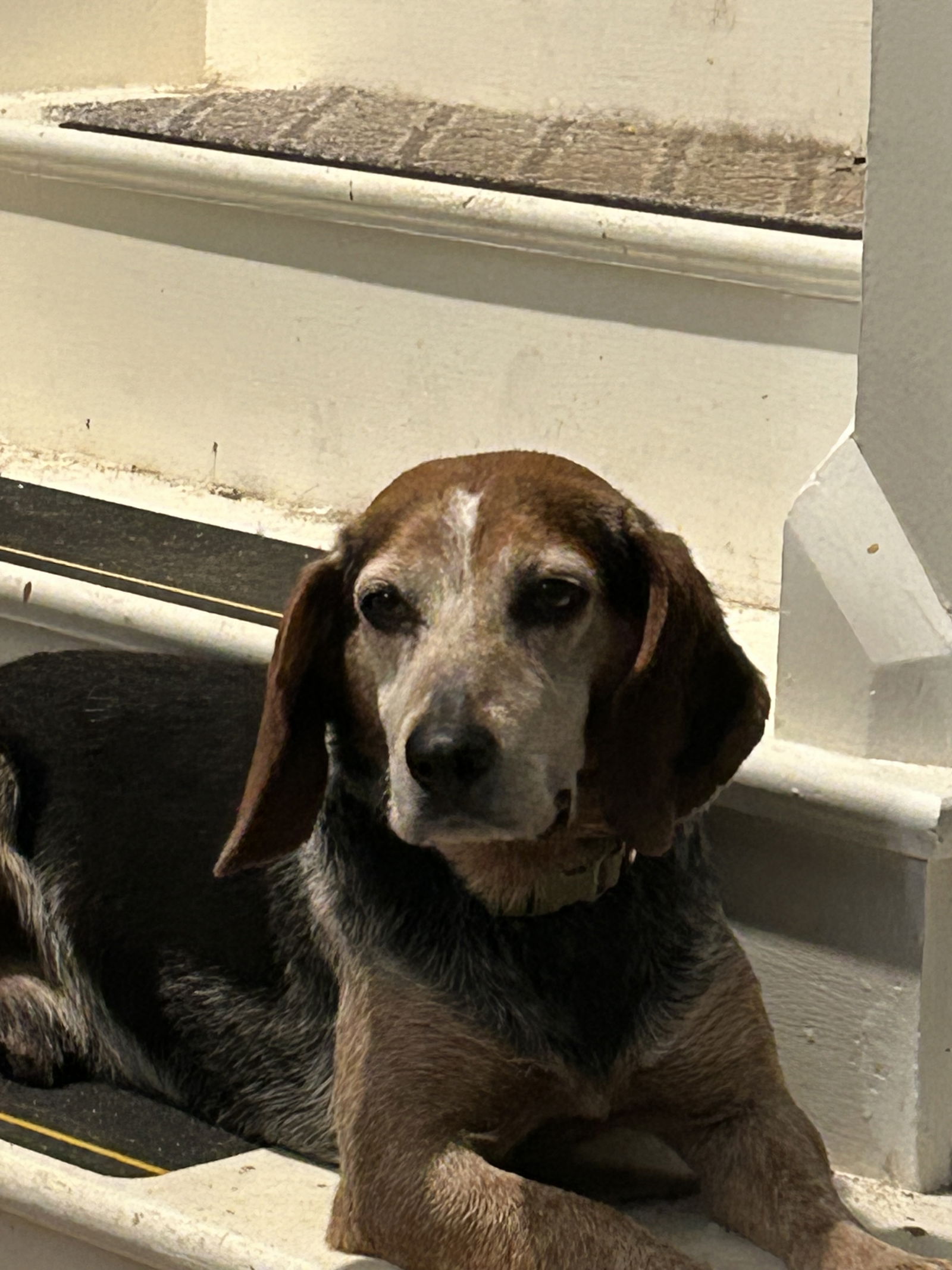adoptable Dog in Cuyahoga Falls, OH named Tender