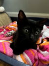 adoptable Cat in , OH named Kitten Glyph