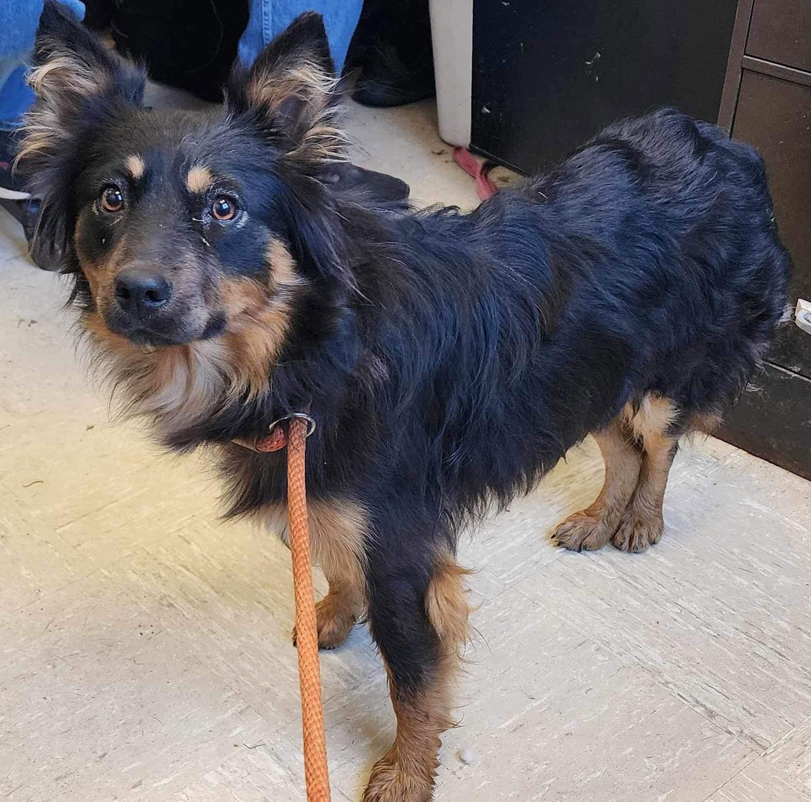 adoptable Dog in Cuyahoga Falls, OH named Margie SPECIAL NEEDS