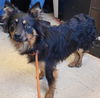 adoptable Dog in  named Margie   SPECIAL NEEDS
