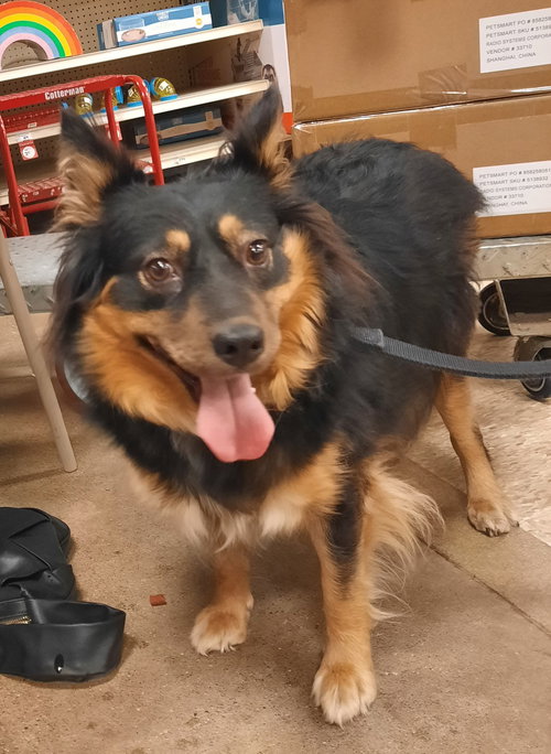 MARGIE   SPECIAL NEEDS - Australian Shepherd / Shetland Sheepdog Sheltie available for adoption