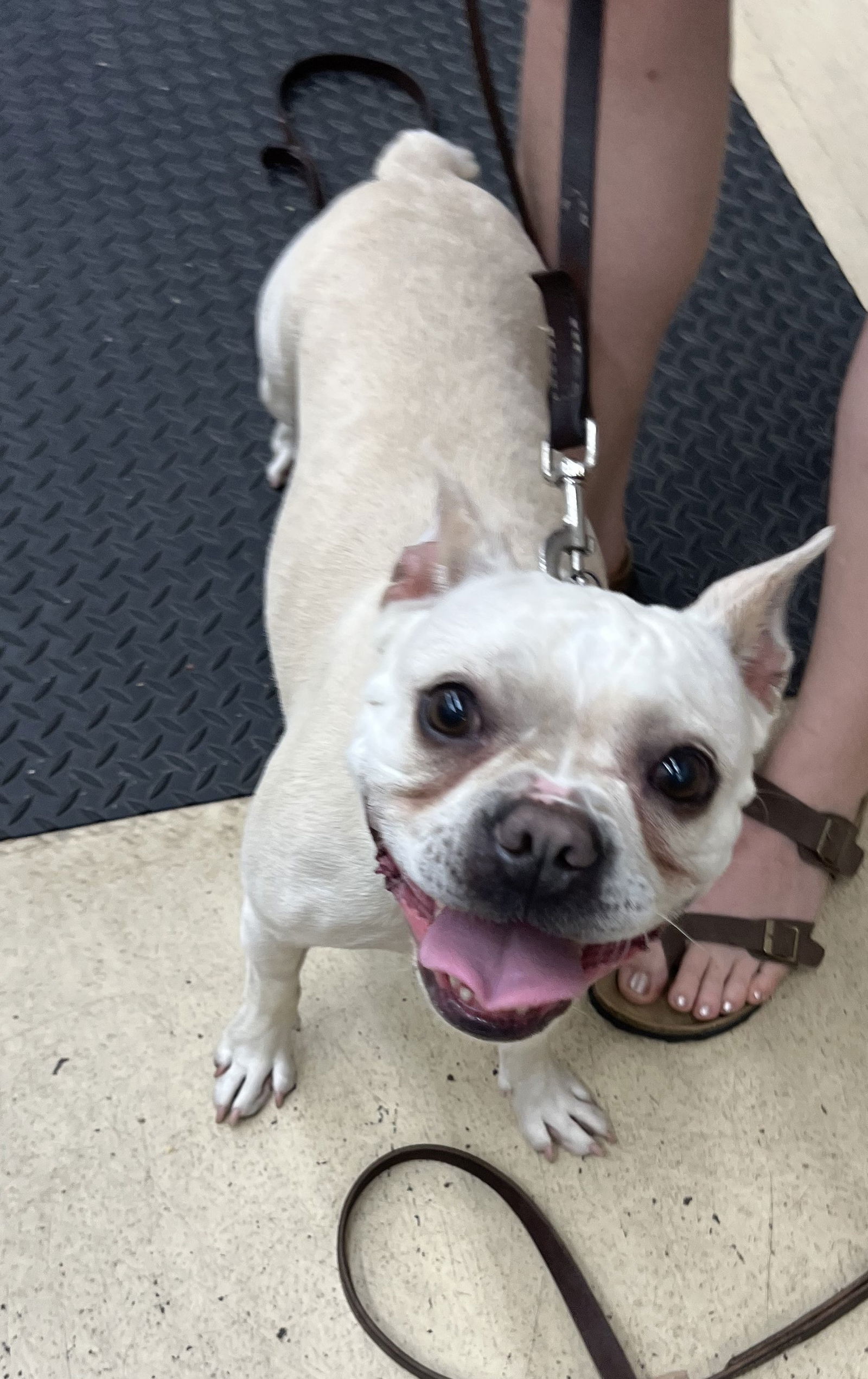 adoptable Dog in Cuyahoga Falls, OH named Abbey