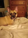 adoptable Dog in  named Rocco