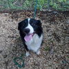 adoptable Dog in  named Romeo