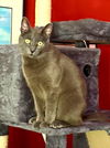 adoptable Cat in  named Clooney