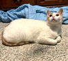 adoptable Cat in  named Tickle my Belly Penelope