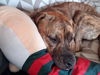 adoptable Dog in  named Skye
