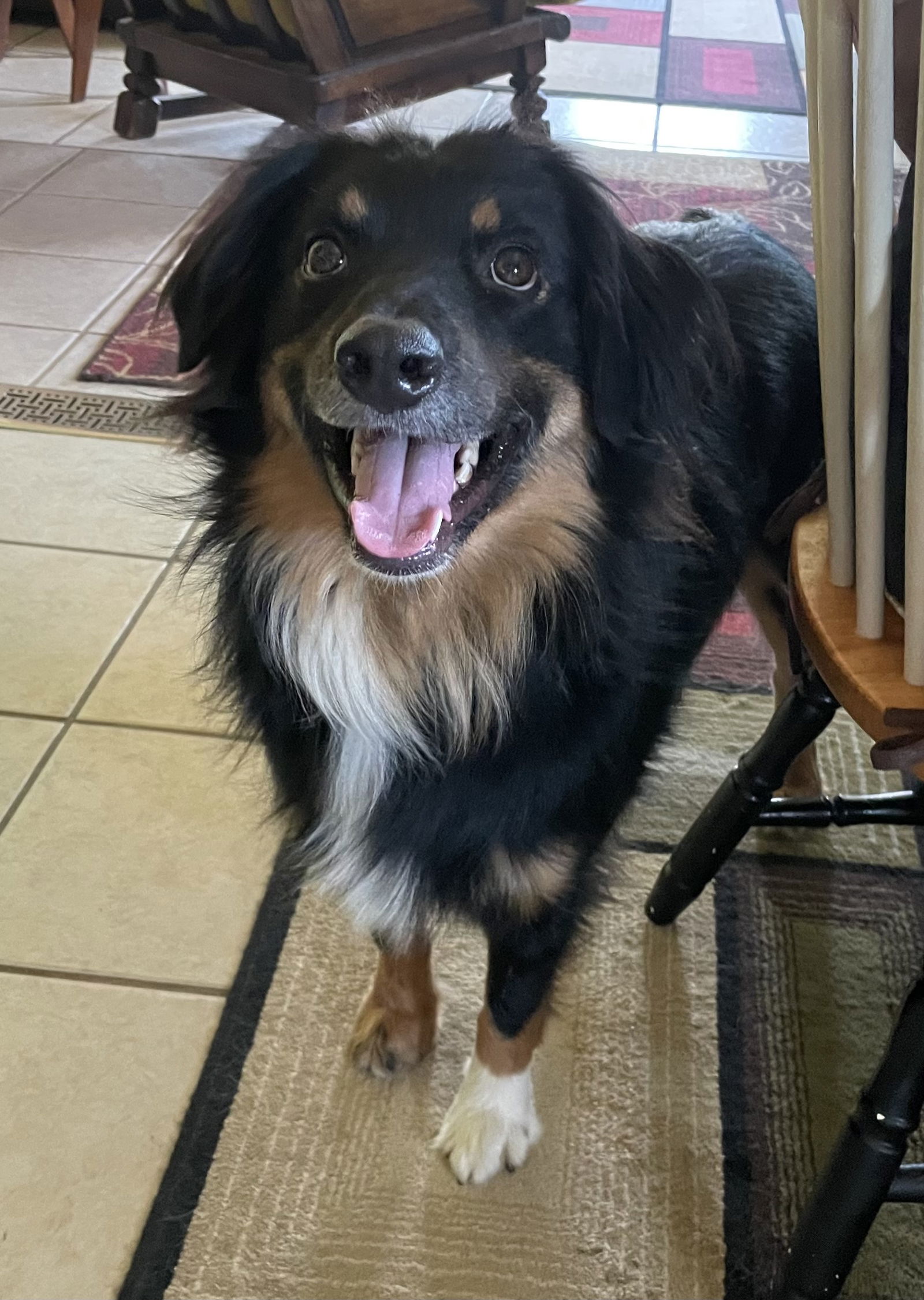 adoptable Dog in Cuyahoga Falls, OH named Archie