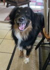 adoptable Dog in  named Archie