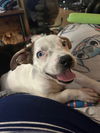 adoptable Dog in Cuyahoga Falls, OH named Pickles Rugrat Litter Puppy