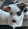 adoptable Dog in Cuyahoga Falls, OH named Tommy Rugrat Litter Puppy