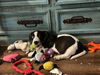 adoptable Dog in Cuyahoga Falls, OH named Phil Rugrat Litter Puppy