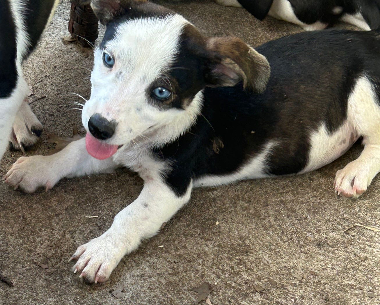 adoptable Dog in Cuyahoga Falls, OH named Angelica Rugrat litter puppy pending adoption