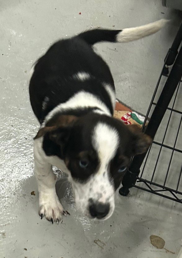 adoptable Dog in Cuyahoga Falls, OH named Lil Rugrat Litter Puppy - pending adoption
