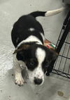 adoptable Dog in Cuyahoga Falls, OH named Lil Rugrat Litter Puppy - pending adoption
