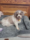 adoptable Dog in Akron, OH named Zuzu-PENDING ADOPTION