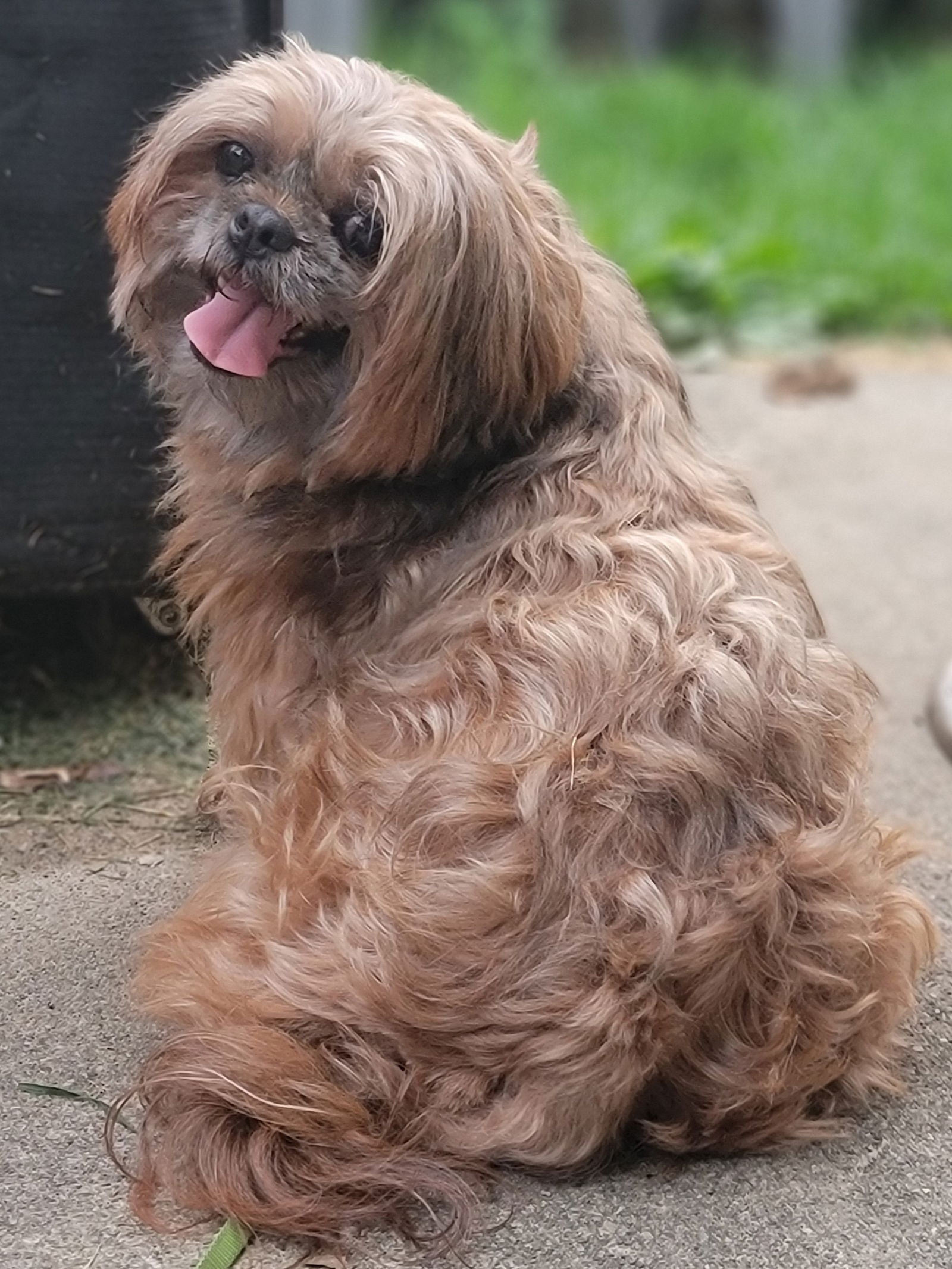 adoptable Dog in Akron, OH named Daisy Mae (PLEASE READ)