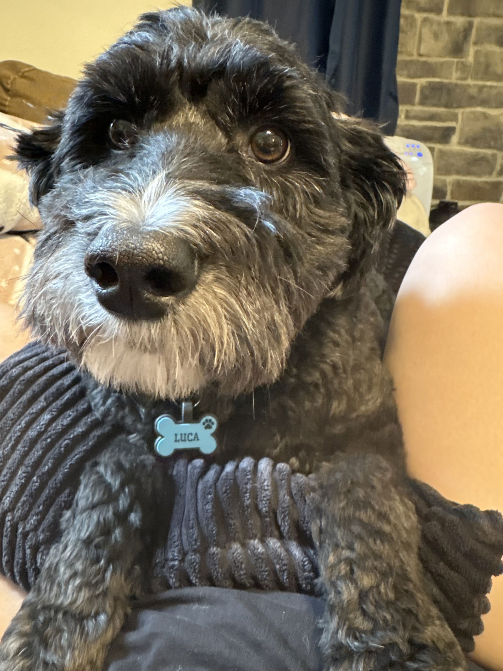 adoptable Dog in Cuyahoga Falls, OH named Luca