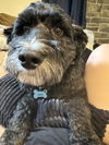 adoptable Dog in Cuyahoga Falls, OH named Luca