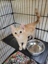 adoptable Cat in Cuyahoga Falls, OH named Kitten Nikon