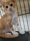 adoptable Cat in Cuyahoga Falls, OH named Kitten Canon