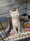 adoptable Cat in Cuyahoga Falls, OH named Kitten Polaroid