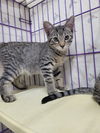 adoptable Cat in Cuyahoga Falls, OH named Kitten Pyro