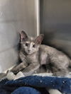 adoptable Cat in Cuyahoga Falls, OH named Kitten Croquet
