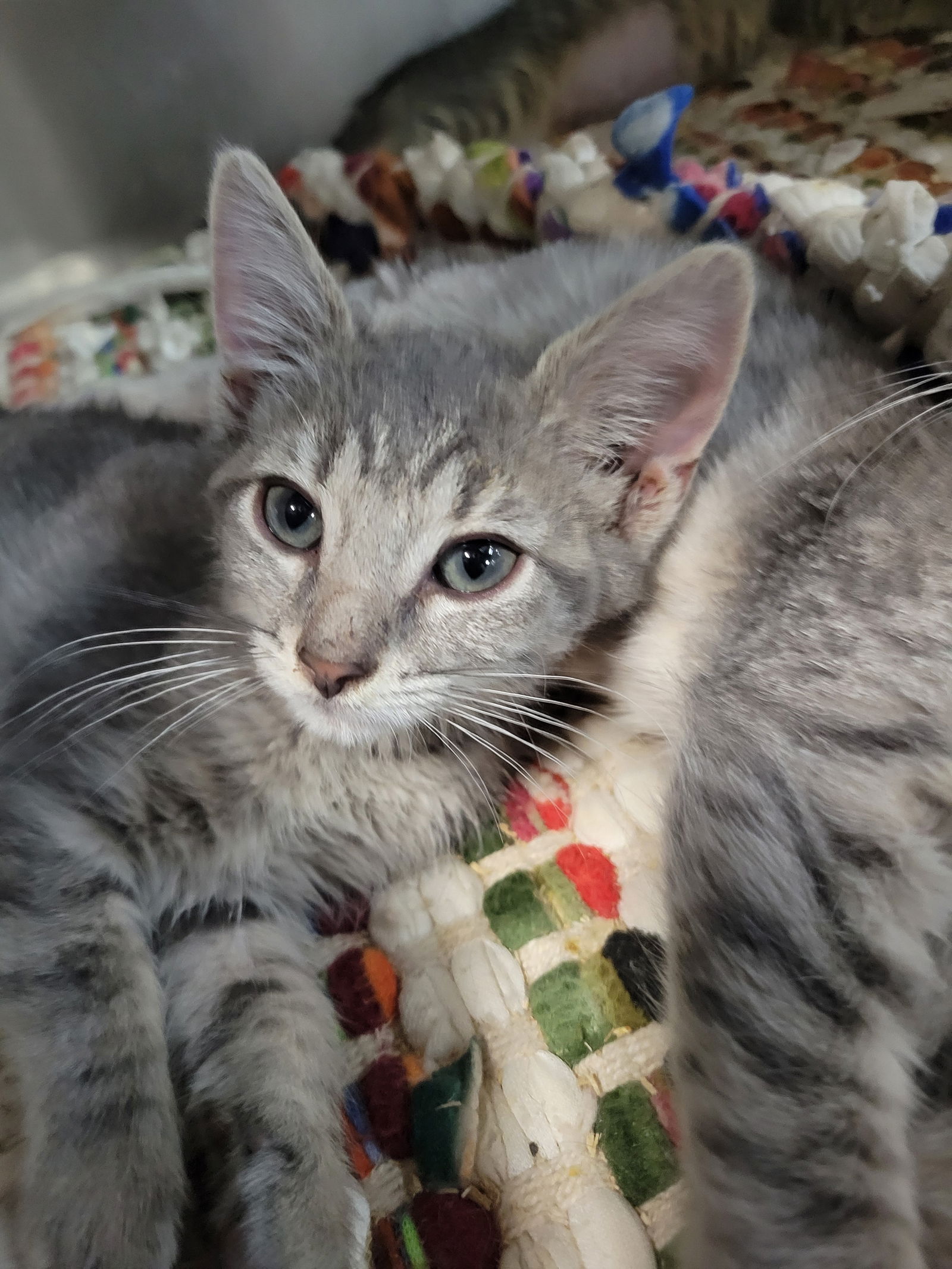 adoptable Cat in Cuyahoga Falls, OH named Kitten Papaya