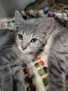 adoptable Cat in Cuyahoga Falls, OH named Kitten Papaya