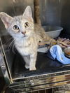 adoptable Cat in Cuyahoga Falls, OH named Kitten Cord