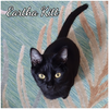 adoptable Cat in Akron, OH named Eartha Kitt- (Tripod) at Montrose Petsmart!