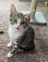 adoptable Cat in Cuyahoga Falls, OH named Kitten Scroll
