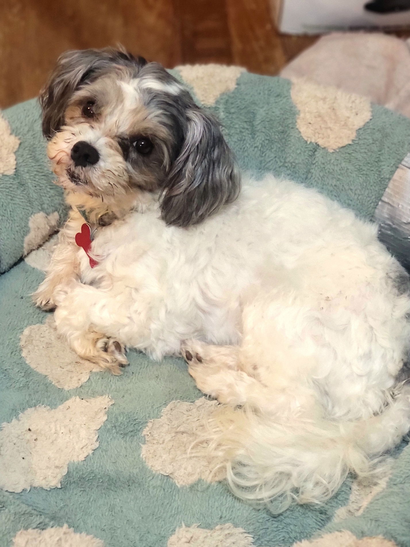 adoptable Dog in Cuyahoga Falls, OH named Bixby