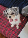 adoptable Dog in , OH named Bixby