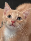 adoptable Cat in , OH named Kitten Walkman