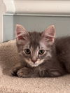 adoptable Cat in , OH named Kitten Thread
