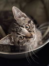 adoptable Cat in , OH named Kitten Twine