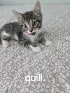 adoptable Cat in , OH named Kitten Quill
