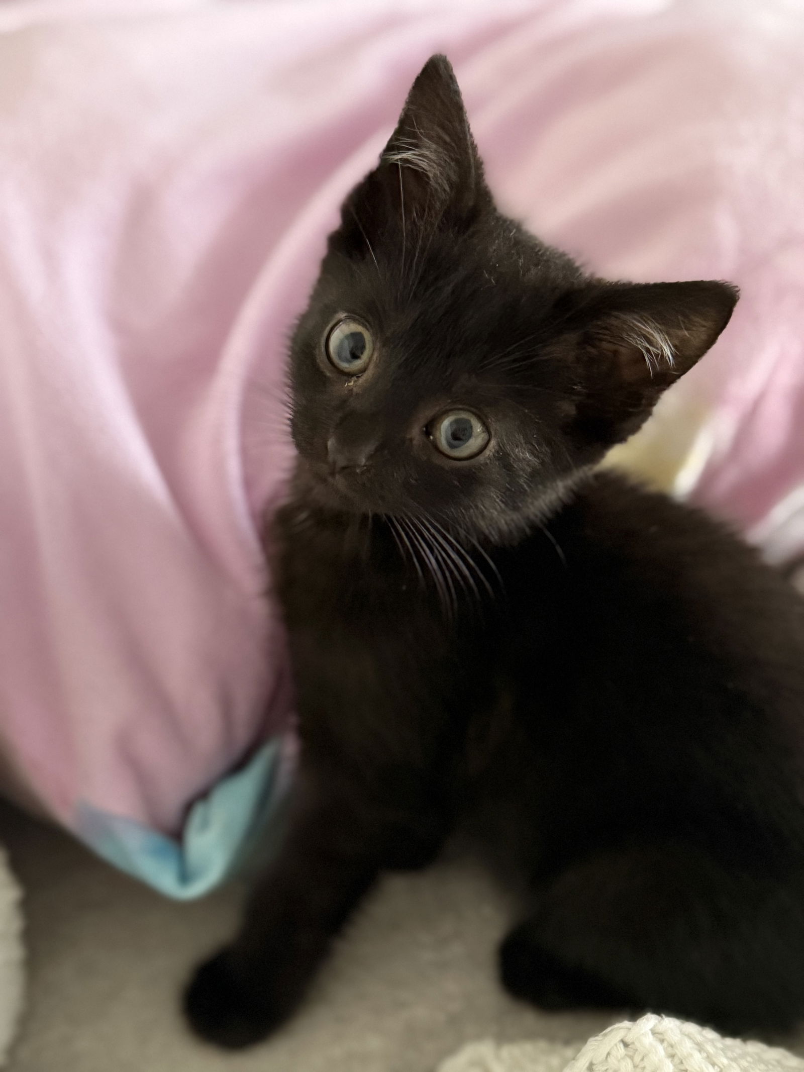 adoptable Cat in Cuyahoga Falls, OH named Kitten Toothless