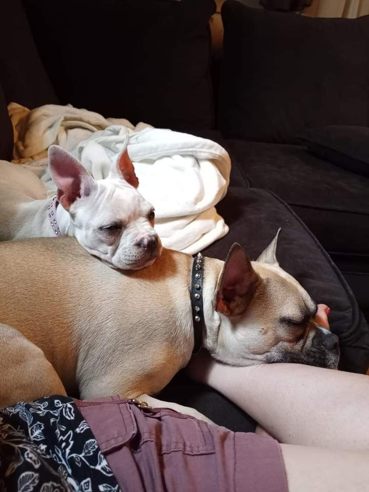 adoptable Dog in Cuyahoga Falls, OH named Abbey and Rocco