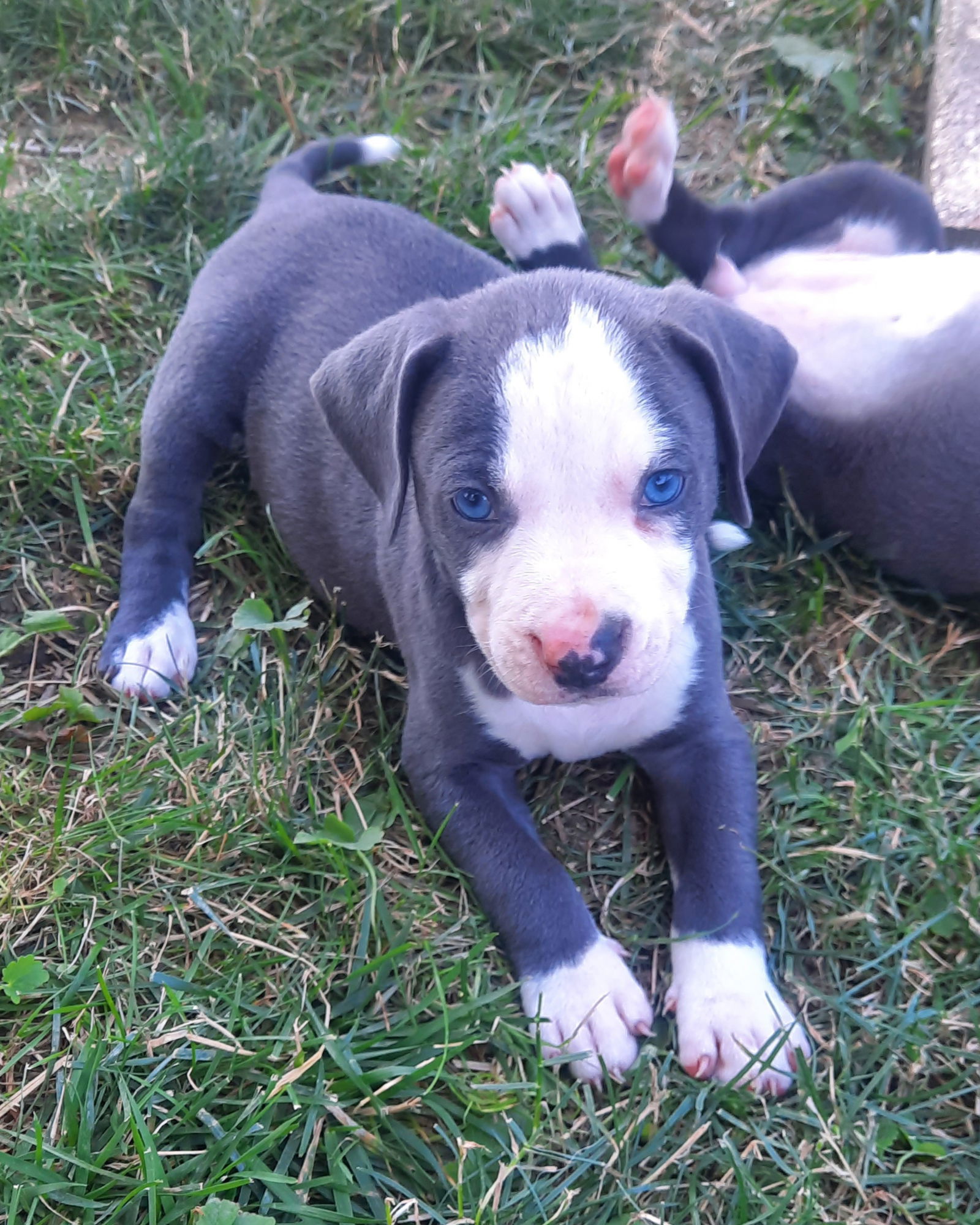 adoptable Dog in Medina, OH named Bouquet of Flowers Daisy