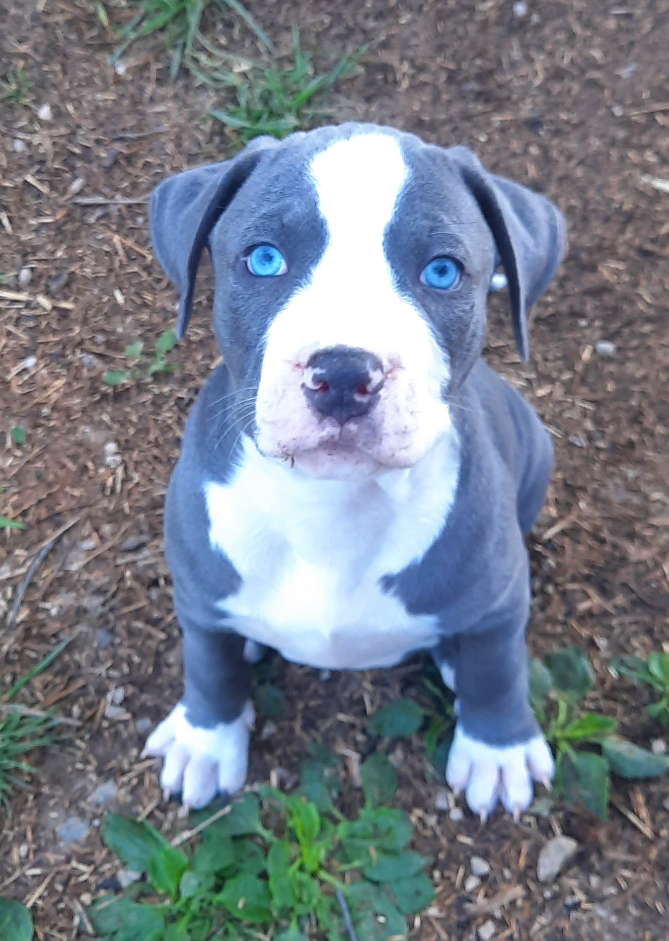adoptable Dog in Medina, OH named Bouquet of Flowers Aster