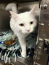 adoptable Cat in  named Marriott